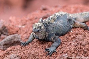 3918 Marine Iguana (Amblyrhynchus cristatus), Rabida Island, Galapagos