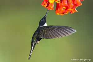 3928 Collared Inca (Coeligena torquata), Guango Lodge, Ecuador