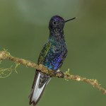 3934 Velvet-purple Coronet (Boissonneaua jardini), Tandayapa Lodge, Ecuador