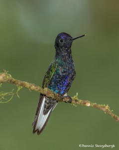 3934 Velvet-purple Coronet (Boissonneaua jardini), Tandayapa Lodge, Ecuador