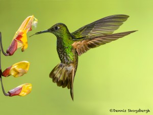 3937 Buff-tailed Coronet (Boissonneaua flavescens), Tandayapa Lodge, Ecuador