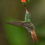3938 Rufous-tailed Hummingbird (Amazilia tzacatl), Milpe Bird Sanctuary, Ecuador