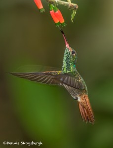 3938 Rufous-tailed Hummingbird (Amazilia tzacatl), Milpe Bird Sanctuary, Ecuador