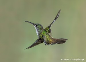 3940 Andean Emerald (Amazilia franciae), Tandayapa Lodge, Ecuador