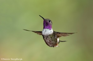 3943 Purple-throated Woodstar (Calliphlox mitchellii), Tandayapa Lodge, Ecuador