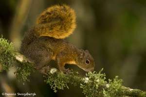 3945 Red-tailed Squirrel (Sciurus granatensis), Tandayapa Lodge, Ecuador