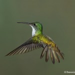 3951 Andean Emerald (Amazilia franciae), Tandayapa Lodge, Ecuador