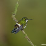3959 Green Thorntail (Popelairia langsdorffi), Milpe Bird Sanctuary, Ecuador