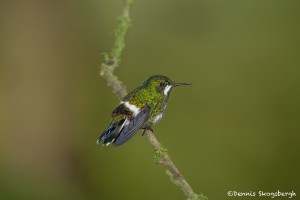 3959 Green Thorntail (Popelairia langsdorffi), Milpe Bird Sanctuary, Ecuador