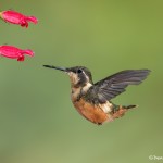 3967 Female Purple-throated Woodstar (Calliphlox mitchellii), Tandayapa Lodge,Ecuador