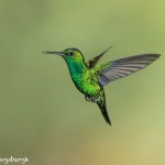 3969 Western Emerald (Chlorostilbon melanorhyncus). Tandayapa Lodge, Ecuador