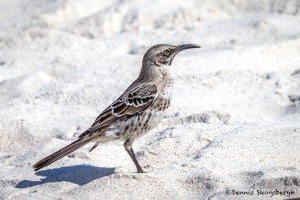 3971 Espanola (Hood) Mockingbird (Nesomimus macdonaldi), Espanola Island, Galapagos