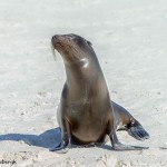 3974 Sea Lion, Espanola Island, Galapagos