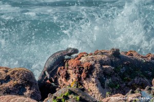 3980 Marine Iguana, Espanola Island, Galapagos