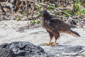 3981 Galapagos Hawk (Buteo galapagoensis), Espanola Island, Galapagos