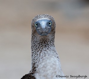 3982 Blue-footed Booby (Sula nebouxii), Espanola Island, Galapagos