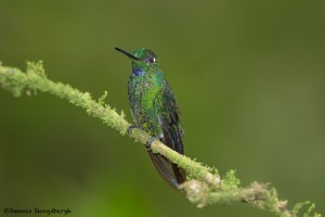 3985 Green-crowned Brilliant (Heliodoxa jacula), Tandayapa Lodge, Ecuador