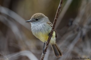 3986 Short-crested Flycatcher (Myiarchus ferox), Genovesa Island, Galapagos