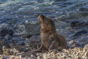 3987 Young Sea Lion, Chinese Hat Island, Galapagos