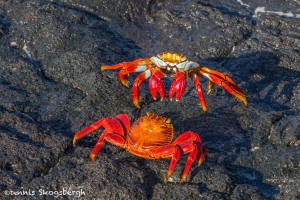 3989 Sally Lightfoot Crab Confrontation (Graspus grapsus), Chinese Hat Island, Galapagos