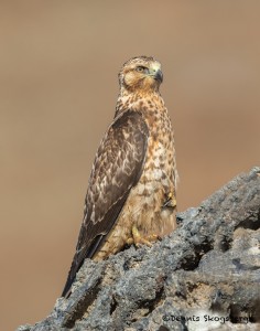 3991 Galapagos Hawk (Buteo galapagoensis), Chinese Hat Island, Galapagos