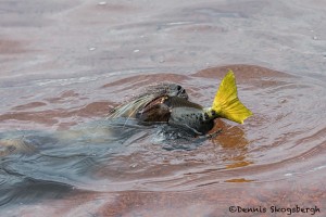 3994 Young Sea Lion, Rabida Island, Galapagos