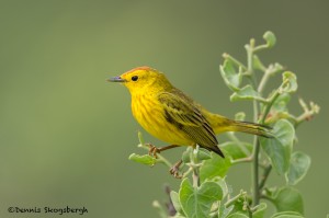 3998 Yellow Warbler (Dendroica petechia), Rabida Island, Galapagos