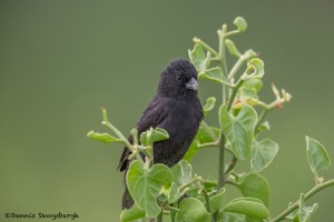 4000 Small Tree Finch, Rabida Island, Galapagos