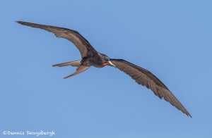 4004 Male Frigatebird, Espanola Island, Galapagos