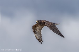 4005 Galapagos Hawk (Buteo galapagoensis), Espanola Island, Galapagos