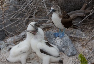4012 Blue-footed Booby with Chicks, Espanola Island, Galapagos