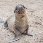 4013 Young Sea Lion, Espanola Island, Galapagos