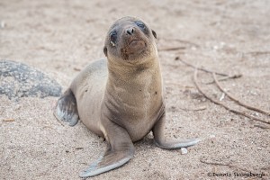 4013 Young Sea Lion, Espanola Island, Galapagos