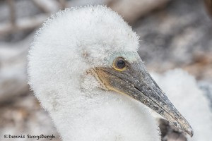 4014 Blue-footed Booby Chick (Sula nebouxii), Espanola Island, Galapagos