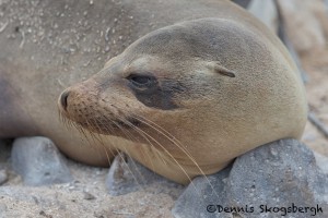 4017 Female Sea Lion, San Cristobal Island, Galapagos