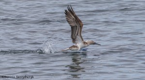 4022 Blue-footed Booby (Sula nebouxii), San Cristobal Island, Galapagos