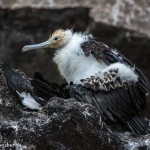 4025 Immature Frigatebird, Genovesa Island, Galapagos