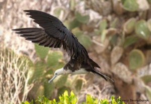 4027 Female Frigatebird, Genovesa Island, Galapagos