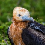 4028 Immature Frigatebird, Genovesa Island, Galapagos