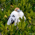 4031 Immature Frigatebird, Genovesa Island, Galapagos