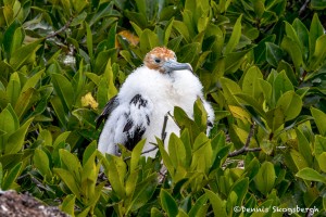 4031 Immature Frigatebird, Genovesa Island, Galapagos