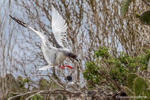 4033 Swallow-tailed Gull (Creagrus furcatus), Genovesa Island, Galapagos