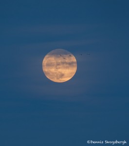 4038 Moonrise, Bosque del Apache NWR, New Mexico