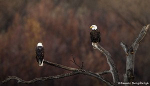 4041 Bald Eagles, Bosque del Apache, New Mexico