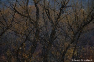 4042 December Foliage, Bosque del Apache, New Mexico
