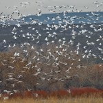 4044 Snow Geese (Chen caerulescens), Bosque del Apache, New Mexico