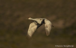 4046 Sandhill Crane (Grus canadensis), Bosque del Apache NWR, New Mexico