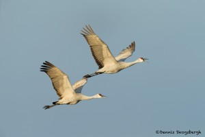 4049 Sandhill Cranes (Grus canadensis), Bosque del Apache NWR, New Mexico