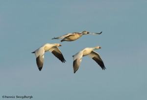 4050 Snow Geese (Chen caerulescens), Bosque del Apache, New Mexico