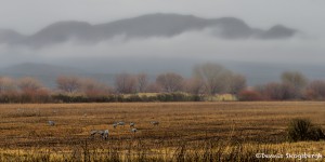 4051 Foggy Morning, Bosque del Apache, New Mexico